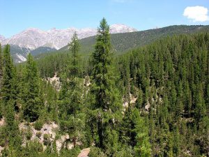 640px-swiss_national_park_131